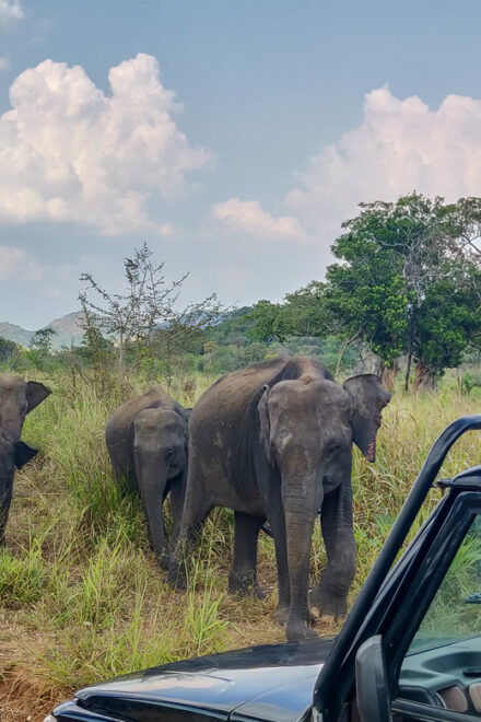 Kandy: Polonnaruwa Ancient Kingdom and Minneriya Safari - Important Information