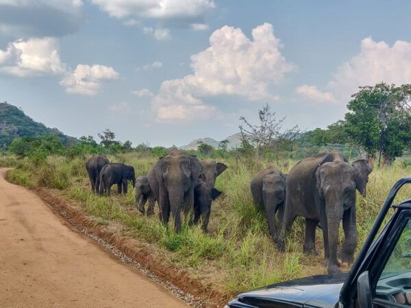 Kandy: Polonnaruwa Ancient Kingdom and Minneriya Safari - Cultural Significance of Polonnaruwa