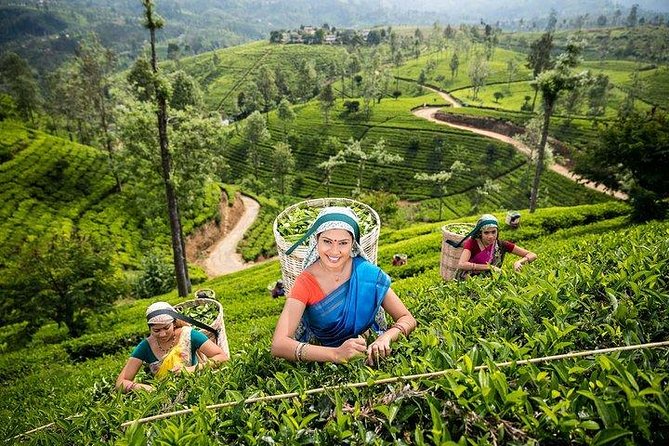 Kandy Private Day Tour Ahungalla/Kosgoda/Bentota/Beruwala/Kaluthara - Cancellation Policy