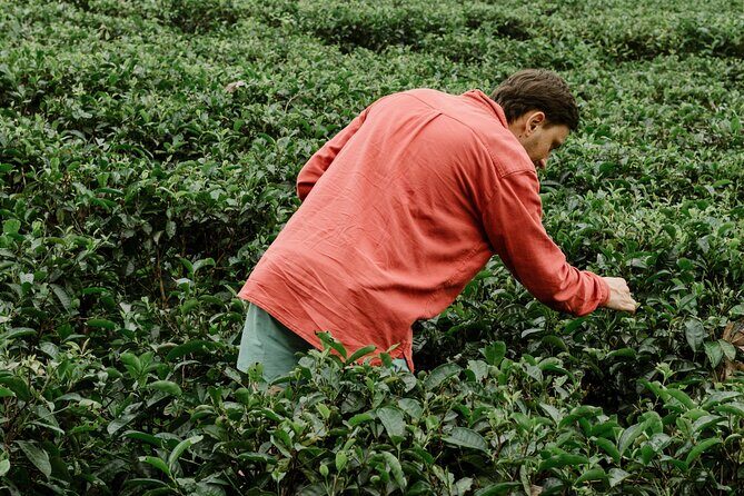 Kandy Private Day Tour from Trincomalee - Detailed Breakdown of the Itinerary