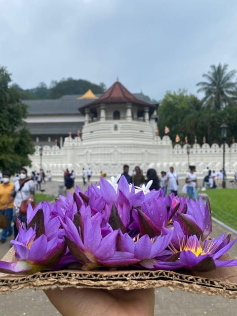 Kandy Privet Day Tour With Pinnawala and Tea Plantation - Itinerary Highlights