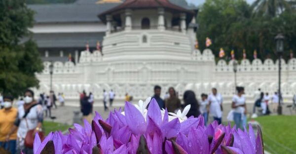 Kandy Privet Day Tour With Pinnawala and Tea Plantation - Customization Options