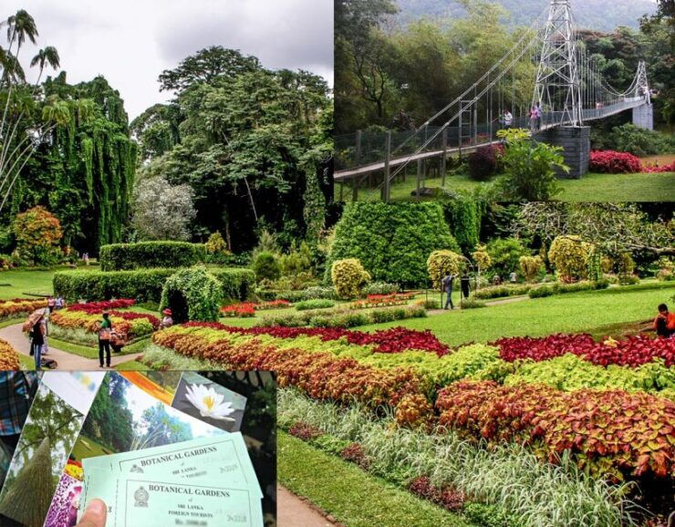 Kandy Royal Botanical Gardens Peradeniya By Tuk Sri Lanka - Booking Information and Pricing