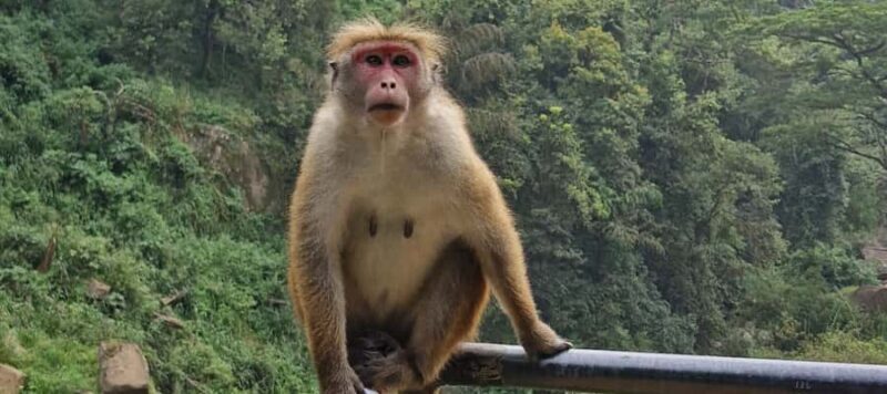 Kandy: Scenic Bus Journey - Waterfall Discovery - Good To Know  