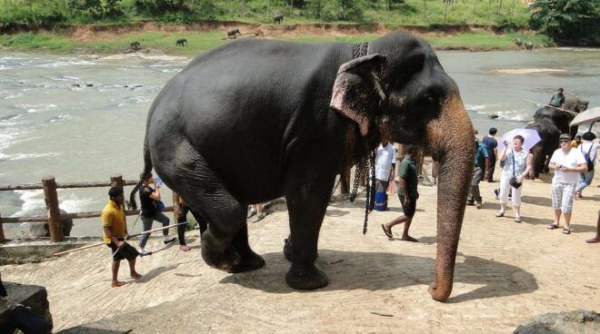 Kandy: Sightseeing City Tour and Pinnawala Day Tour - Scenic Viewpoint Exploration
