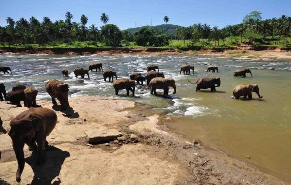 Kandy: Sightseeing City Tour and Pinnawala Day Tour - Frequently Asked Questions