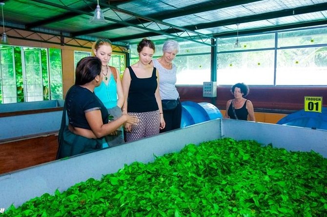 Kandy Sightseeing Day Tour From Bentota (All Inclusive) - Cancellation Policy Details