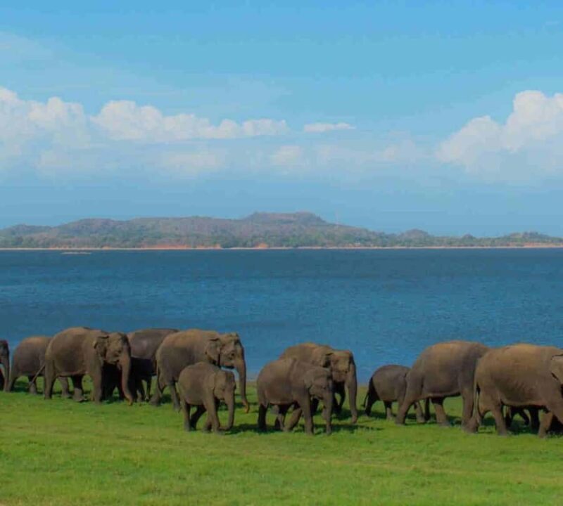 Kandy: Sigiriya Dambulla and Wildlife Watching Guided Tour - An In-Depth Look at the Tour Experience