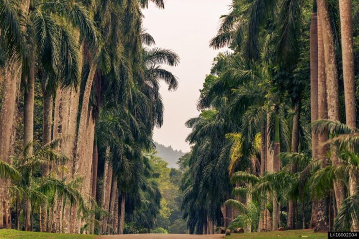 Kandy: Temples, Gardens & Cultural Show City Highlights Tour - Experience Highlights