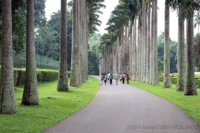 Kandy To Ambuluwawa Tower Day Tour - Customer Feedback