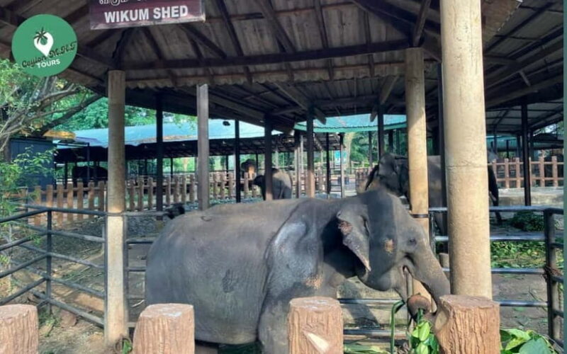 Kandy to Ambuluwawa Tower, Pinnawala, Full Day Tour - Final Thoughts: Is It Worth It?