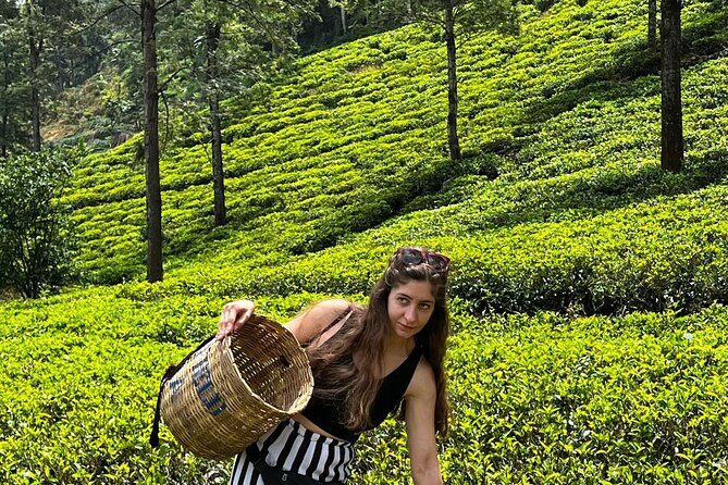 Kandy to Ella Scenic Road Trip and Train Ride Tour - Who Is This Tour Best For?