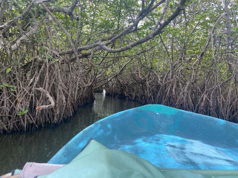 Kandy to Galle: Madu Ganga & Turtle Hatchery Tour - Who Should Consider This Tour?