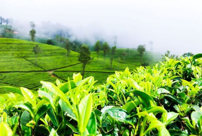 Kandy to Nuwara Eliya: Full Day Tour With Lunch - Common Questions