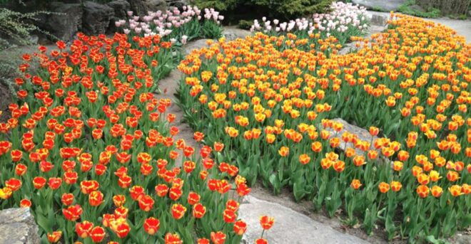 Kandy To Nuwara Eliya Return Tour By Tuk Day Tour - Climate and Tea Production