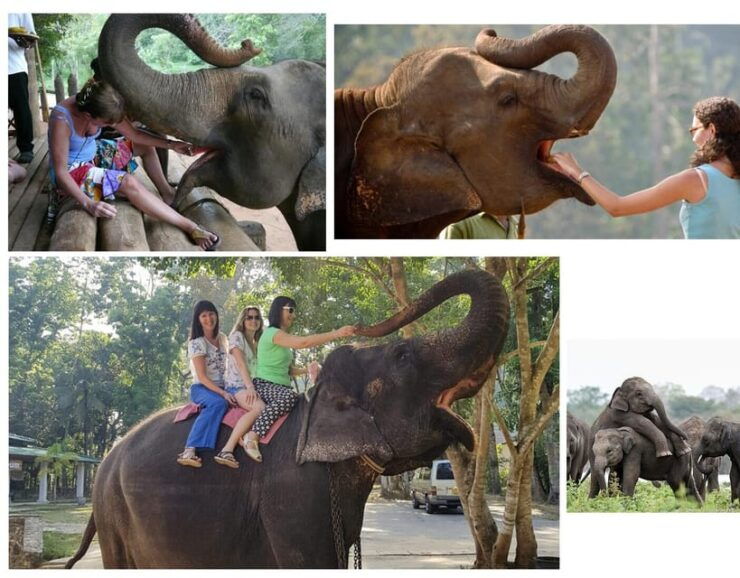 Kandy To Pinnawala Elephant Orphanage Private Tour - Good To Know