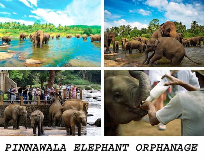 Kandy To Pinnawala Elephant Orphanage Private Tour - Itinerary Details