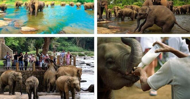 Kandy To Pinnawala Elephant Orphanage Private Tour - Pinnawala Elephant Orphanage