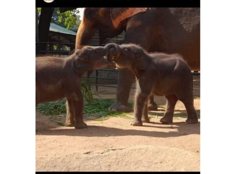 Kandy to Pinnawala Guided Day Tours by Local - Who Will Love This Tour?