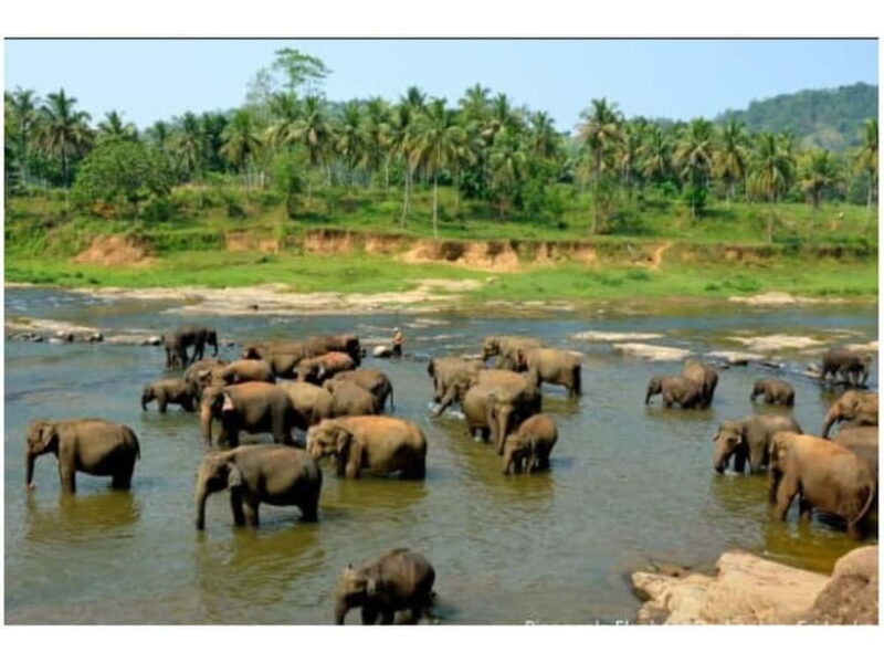 Kandy to Pinnawala Guided Day Tours by Local - Kandy to Pinnawala Guided Day Tours by Local: A Detailed Look