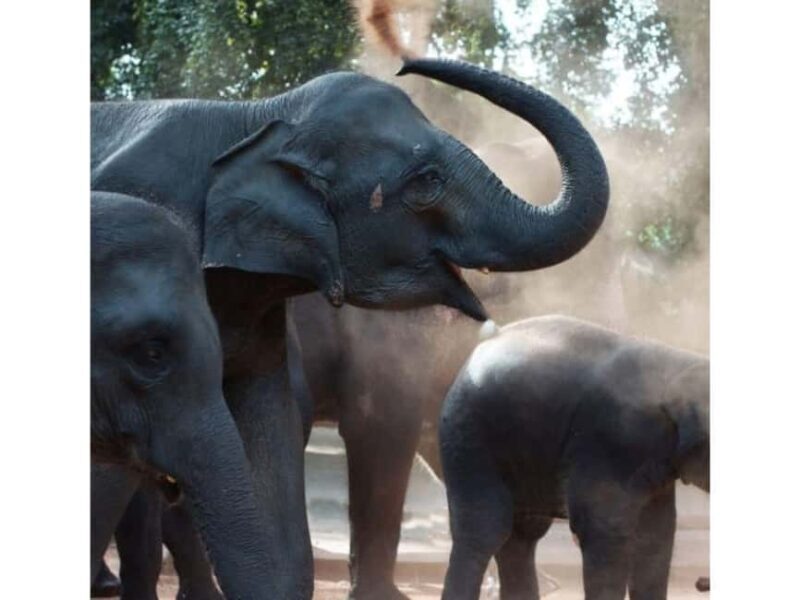 Kandy to Pinnawala Orphanage and Ambuluwawa Guided Day Tours - The Itinerary: What to Expect on This Action-Packed Day