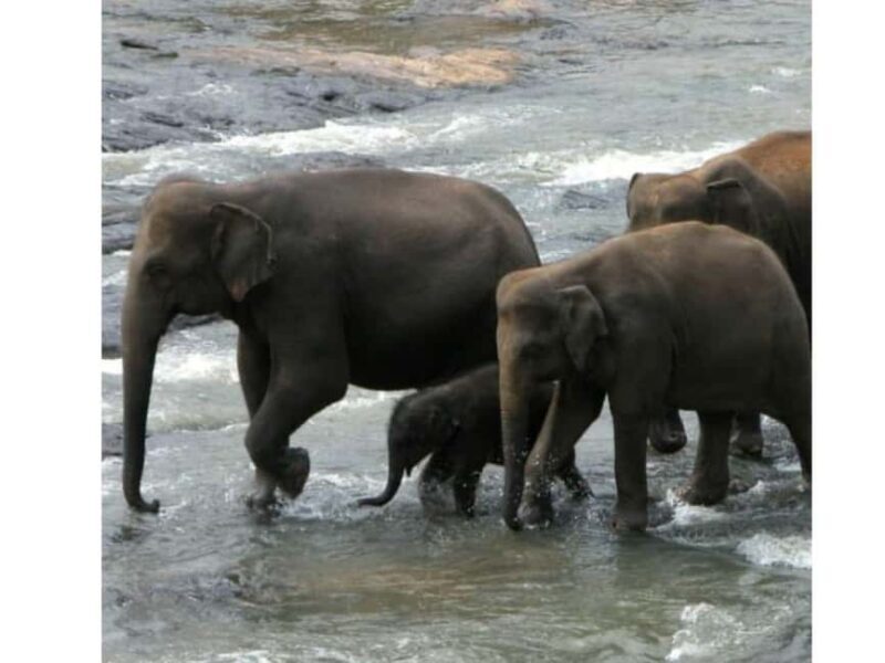 Kandy to Pinnawala Orphanage and Ambuluwawa Guided Day Tours - Final Thoughts