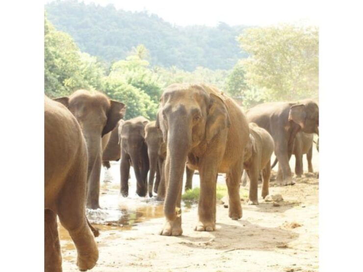 Kandy to Pinnawala Orphanage and Ambuluwawa TukTuk Day Tour - Good To Know
