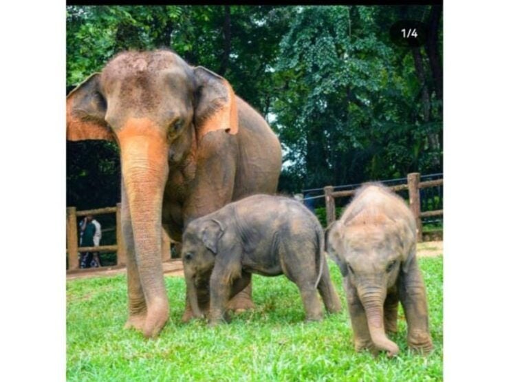 Kandy to Pinnawala Orphanage and Ambuluwawa TukTuk Day Tour - Tour Details and Booking Information