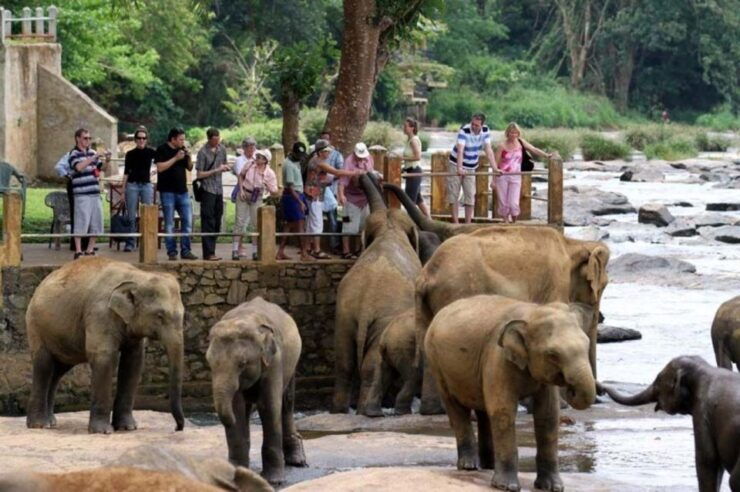 Kandy to Pinnawala With Recommended Guide by Tuk Tuk - Benefits of Choosing a Tuk Tuk