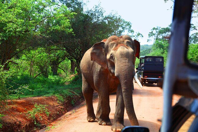 Kandy to Sigiriya and Dambulla Safari Day Tour - Highlights from Real Experiences