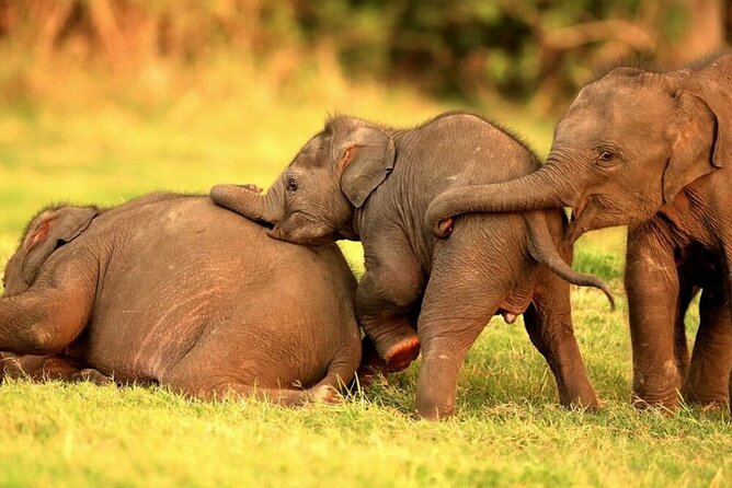 Kandy to Trincomalee Shuttle & Safari Drive - Safari Drive in Trincomalee