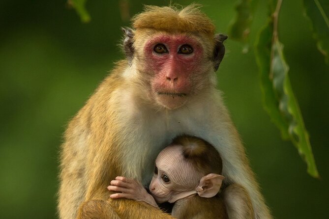 Kandy to Trincomalee Shuttle & Safari Drive - Traveler Photos and Reviews