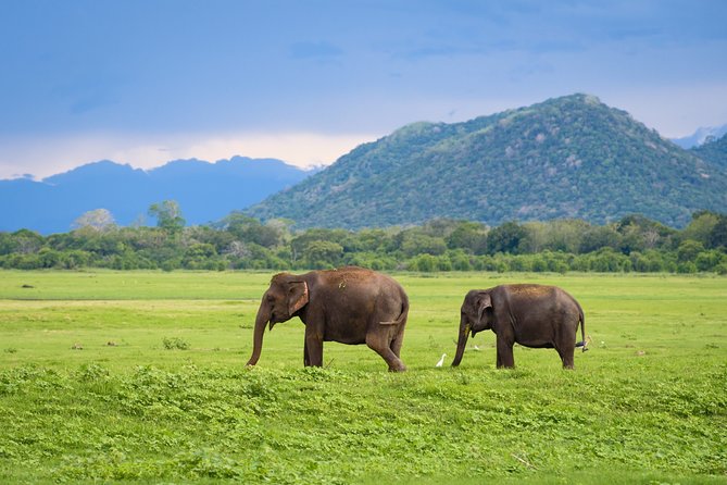 Kandy to Trincomalee Shuttle & Safari Drive - Common Questions