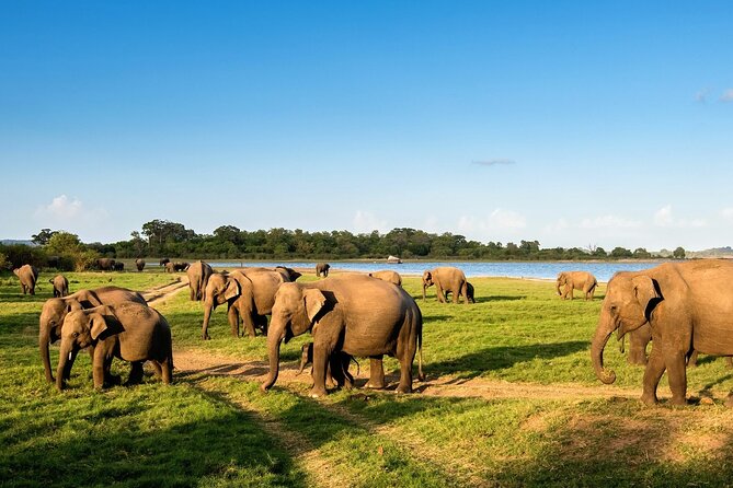 Kandy to Trincomalee Shuttle & Safari Drive - The Sum Up