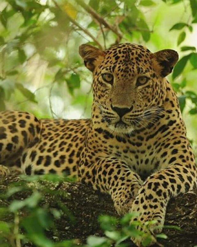 Kandy to Wilpattu Day Tour - Visiting Famous Places - Practical Details and Tips