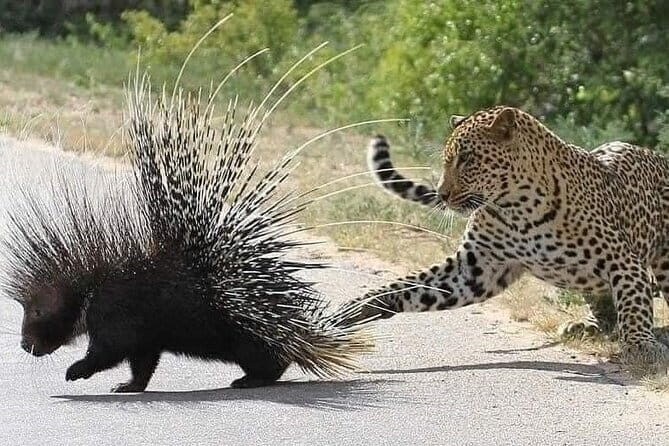 Kandy to Yala Transfer - Who Should Consider This Transfer?