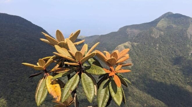 Kandy: Tour With Local Guide-Scooter,City Around Local Areas - Detailed Itinerary