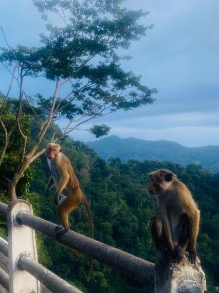 Kandy: Tour With Local Guide-Scooter,City Around Local Areas - Booking and Cancellation Policy