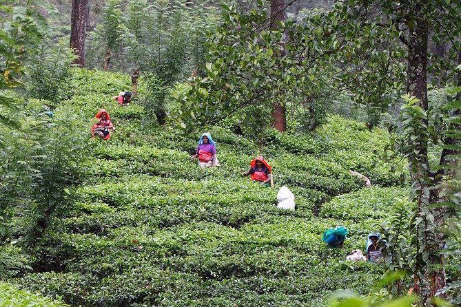Kandy Waterfalls Hunters - The Best Waterfall Hiking Experience Near Kandy