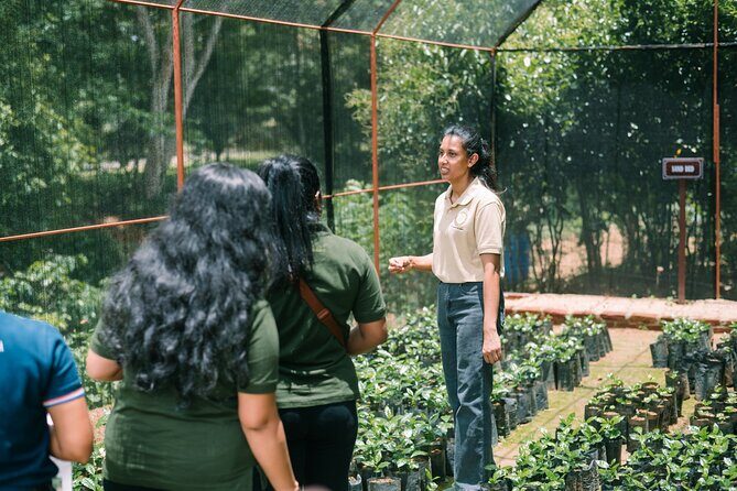 Kandy Yahalatenna Walking Coffee Class Activity - Coffee Factory Tour & Roasting Process