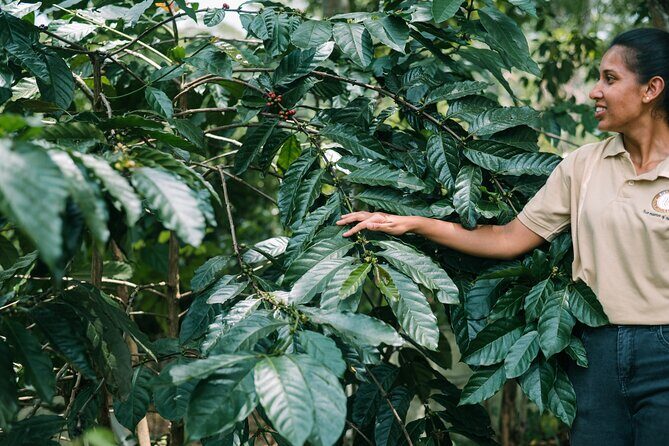Kandy Yahalatenna Walking Coffee Class Activity - Picnic & Relaxation