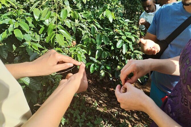 Kandy Yahalatenna Walking Coffee Class Activity - Practical Tips & Considerations