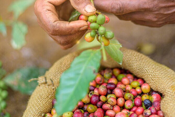 Kandy Yahalatenna Walking Coffee Class Activity - Exploring the Kandy Yahalatenna Walking Coffee Class Activity: A Genuine Taste of Sri Lanka’s Coffee Heritage