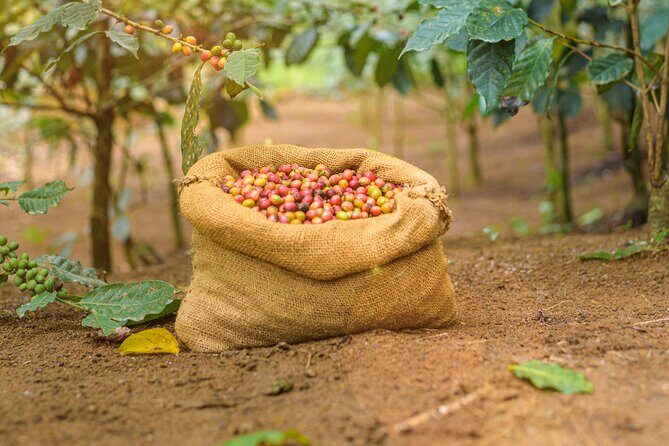 Kandy Yahalatenna Walking Coffee Class Activity - Detailed Review of the Kandy Yahalatenna Walking Coffee Class Activity