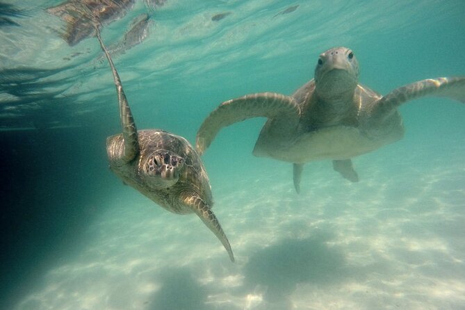Kaneohe Sandbar Snorkeling Tour / 2nd Tour - Overall Recommendation
