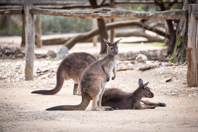 Kangaroo Experience at Healesville Sanctuary - Experience and Operation