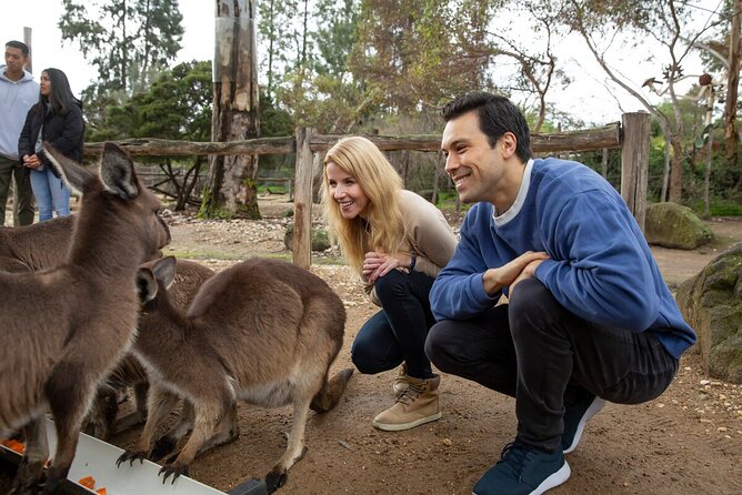 Kangaroo Experience at Melbourne Zoo - General Admission