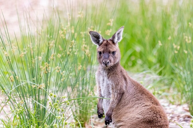Kangaroo Experience at Melbourne Zoo - Meeting and Pickup