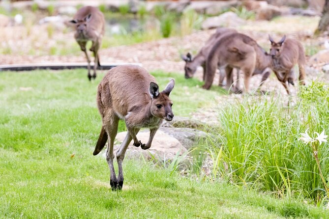 Kangaroo Experience at Melbourne Zoo - Directions