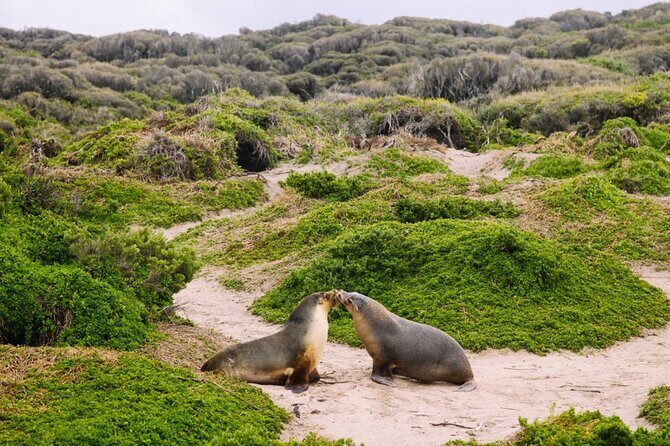 Kangaroo Island 2-Day Wildlife Adventure Small Group tour - The Sum Up